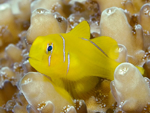 "Citron Gobi"

 by Henry Jager 
